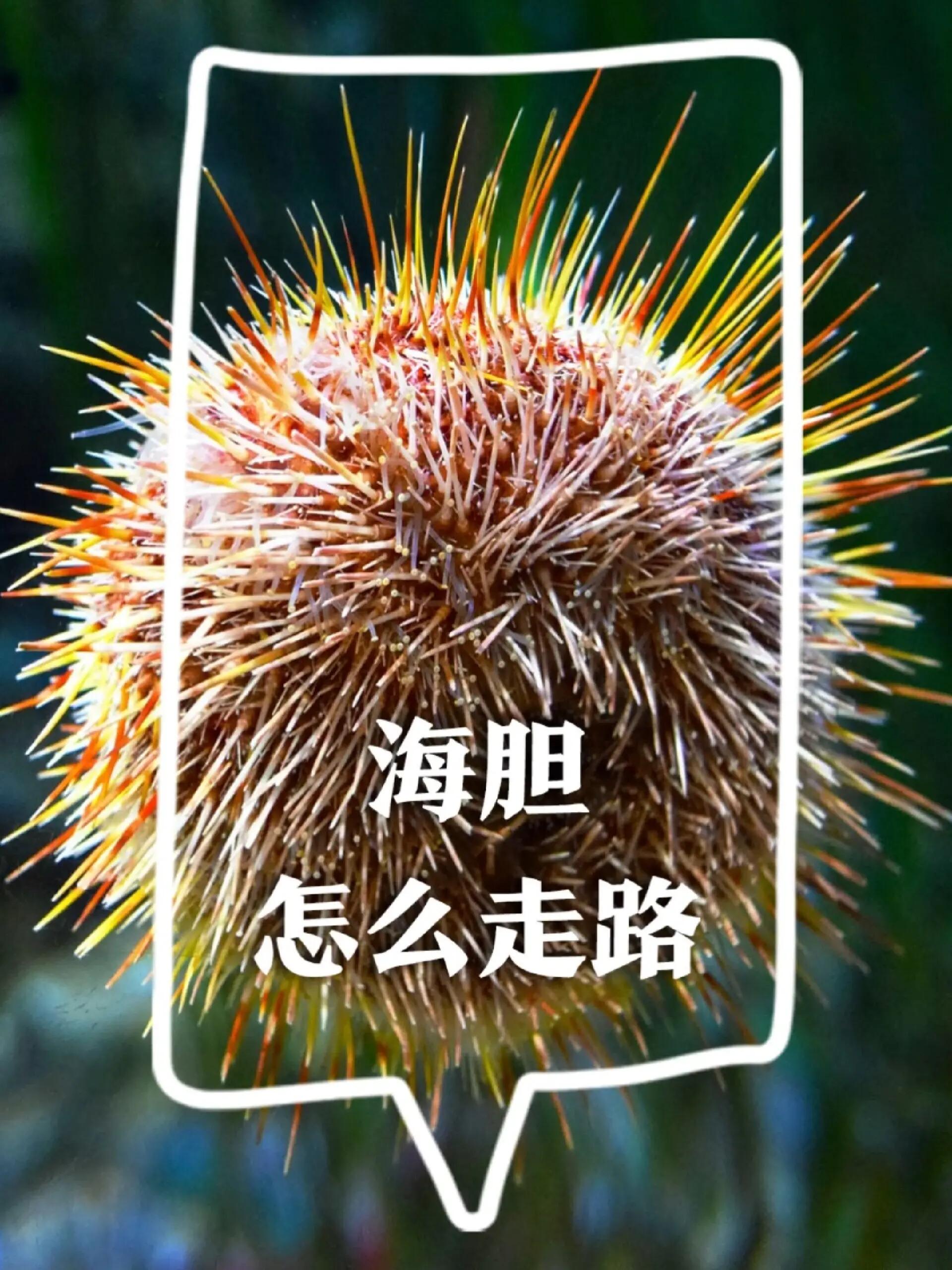 海胆走路的样子你一定没见过!