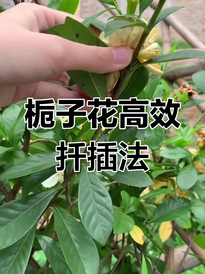 栀子花扦插技巧,轻松搞定根部快速生长