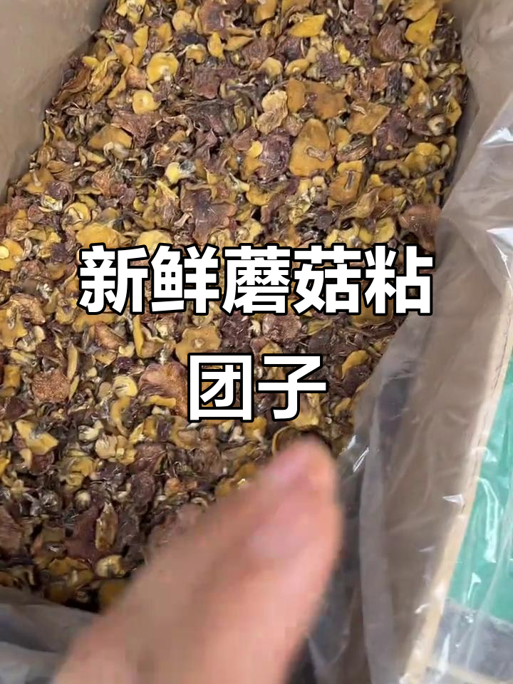 野生蘑菇粘团子,松树下生长的独特美味