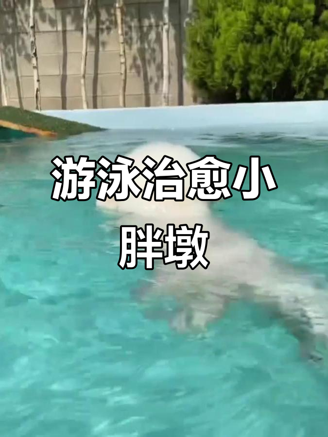小胖子游泳超萌,髌骨问题也能缓解!