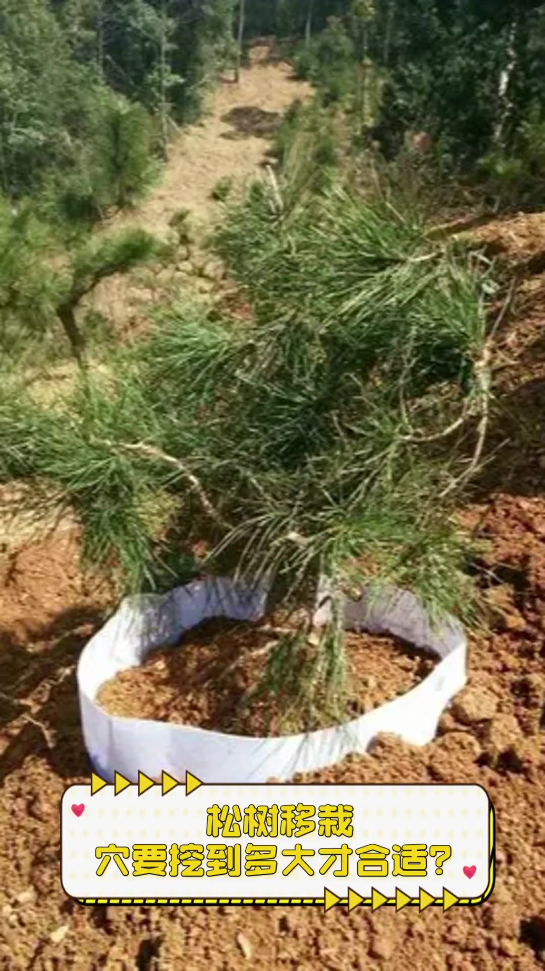 松树移栽,穴要挖到多大才合适?