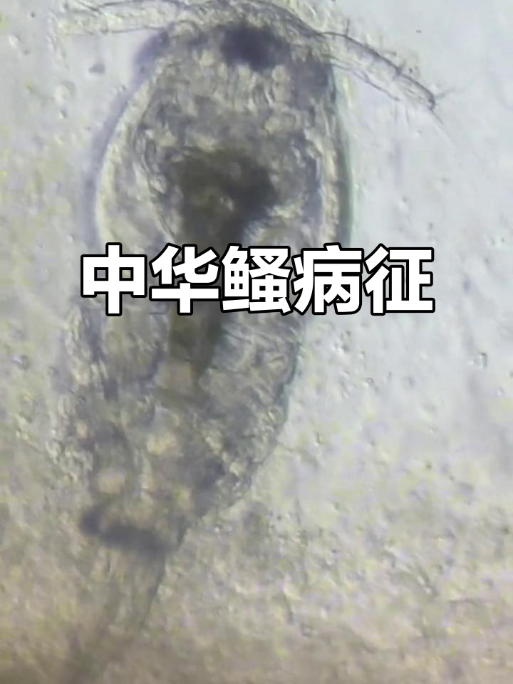 鳙鱼感染中华鳋,尾鳍露出水面,体瘦不安