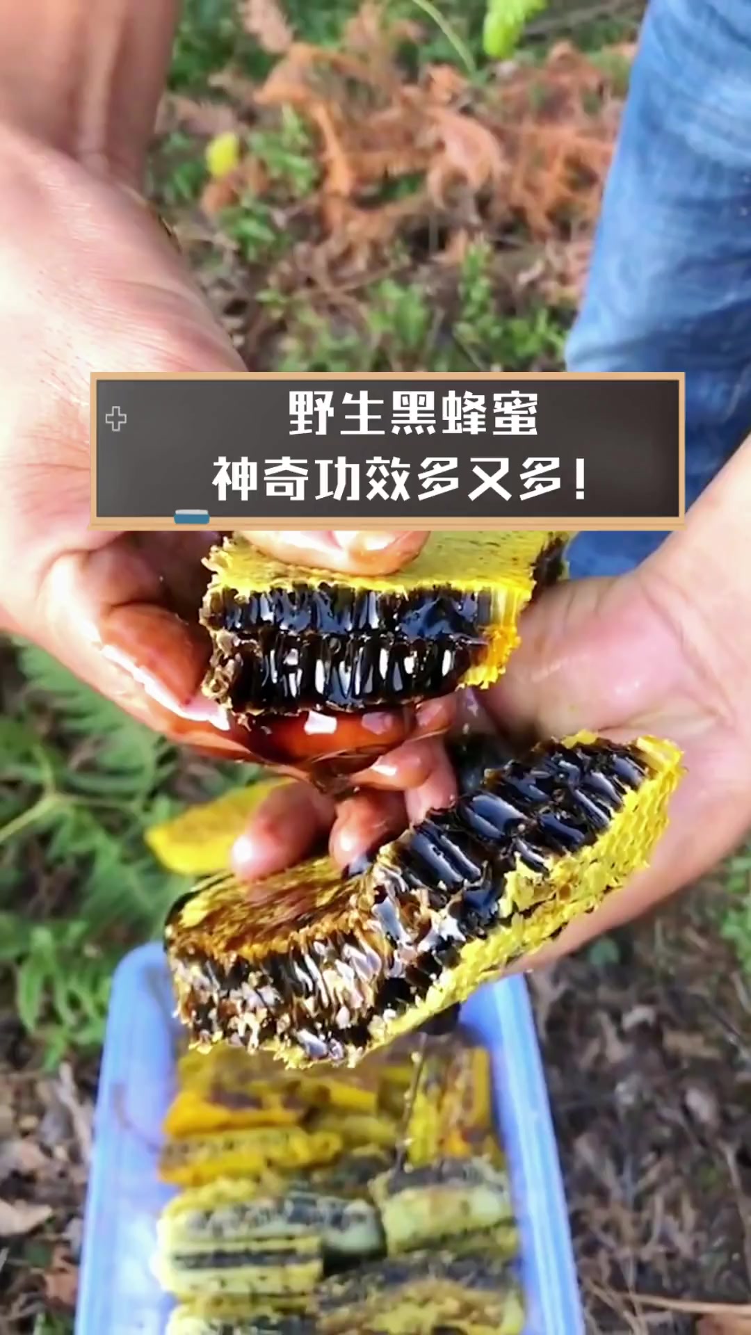 云南野生黑蜂蜜的功能和作用(云南野生黑蜂蜜有什么特效)