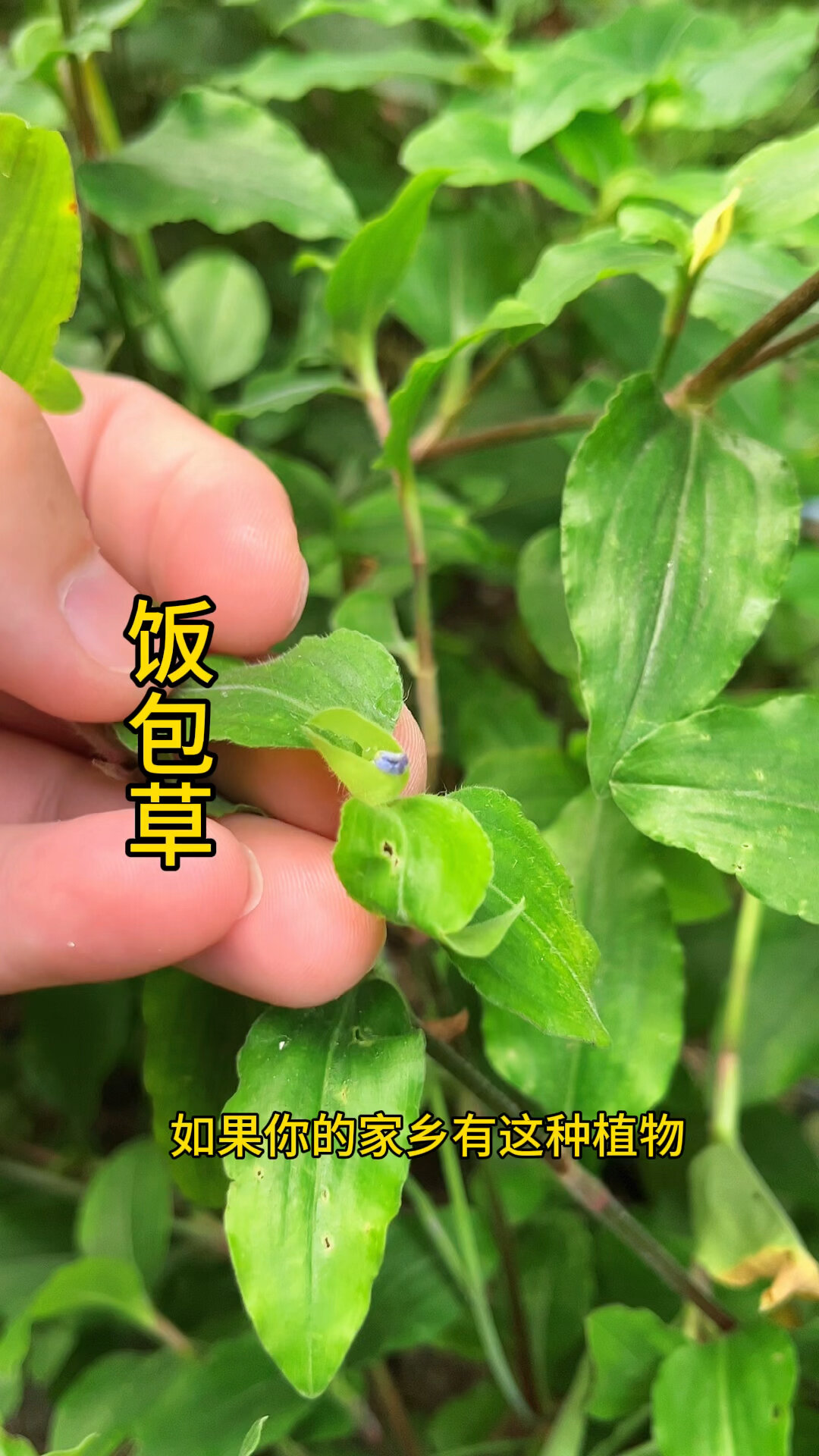 农村路边的饭包草,你知道吗?