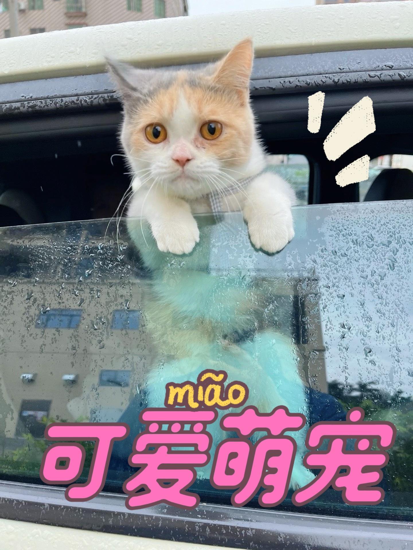 抖音羊喵喵=抖音里那个喵喵妹子