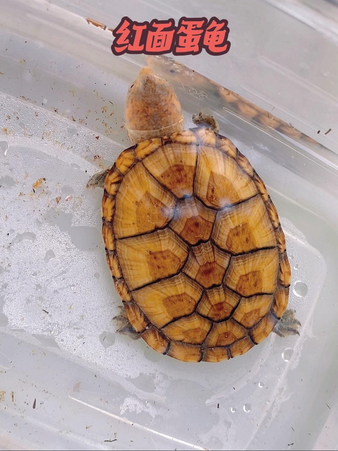 可爱的红面蛋龟 红面蛋龟 蛋龟 龟龟 龟宠时代 龟
