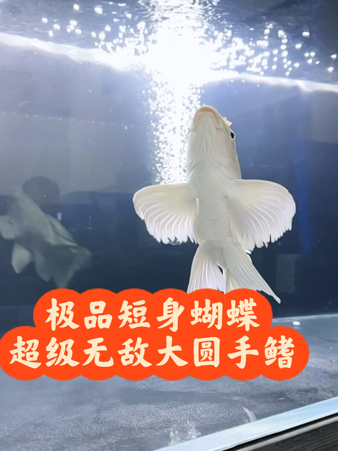 超级霸气的极品短身蝴蝶鲤,天花板级别鱼界-度小视