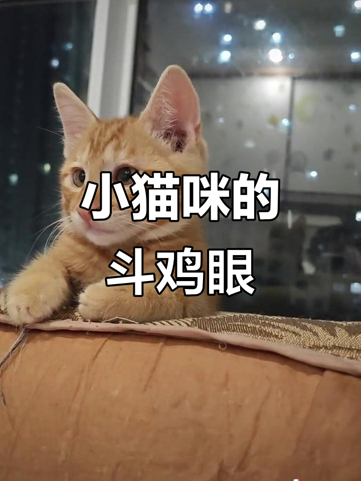 斗鸡眼小橘猫,眼睛太搞笑了!