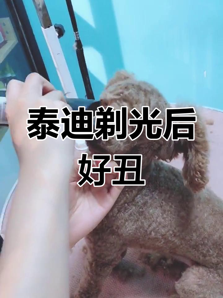 为啥女人不建议养泰迪为什么在线