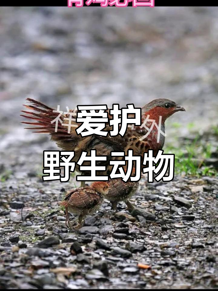 竹鸡公母引山,探索自然奥秘