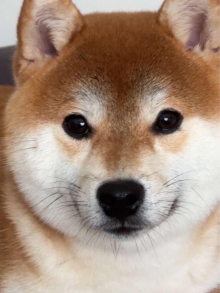 偷感有点重了!柴犬笨蛋小狗