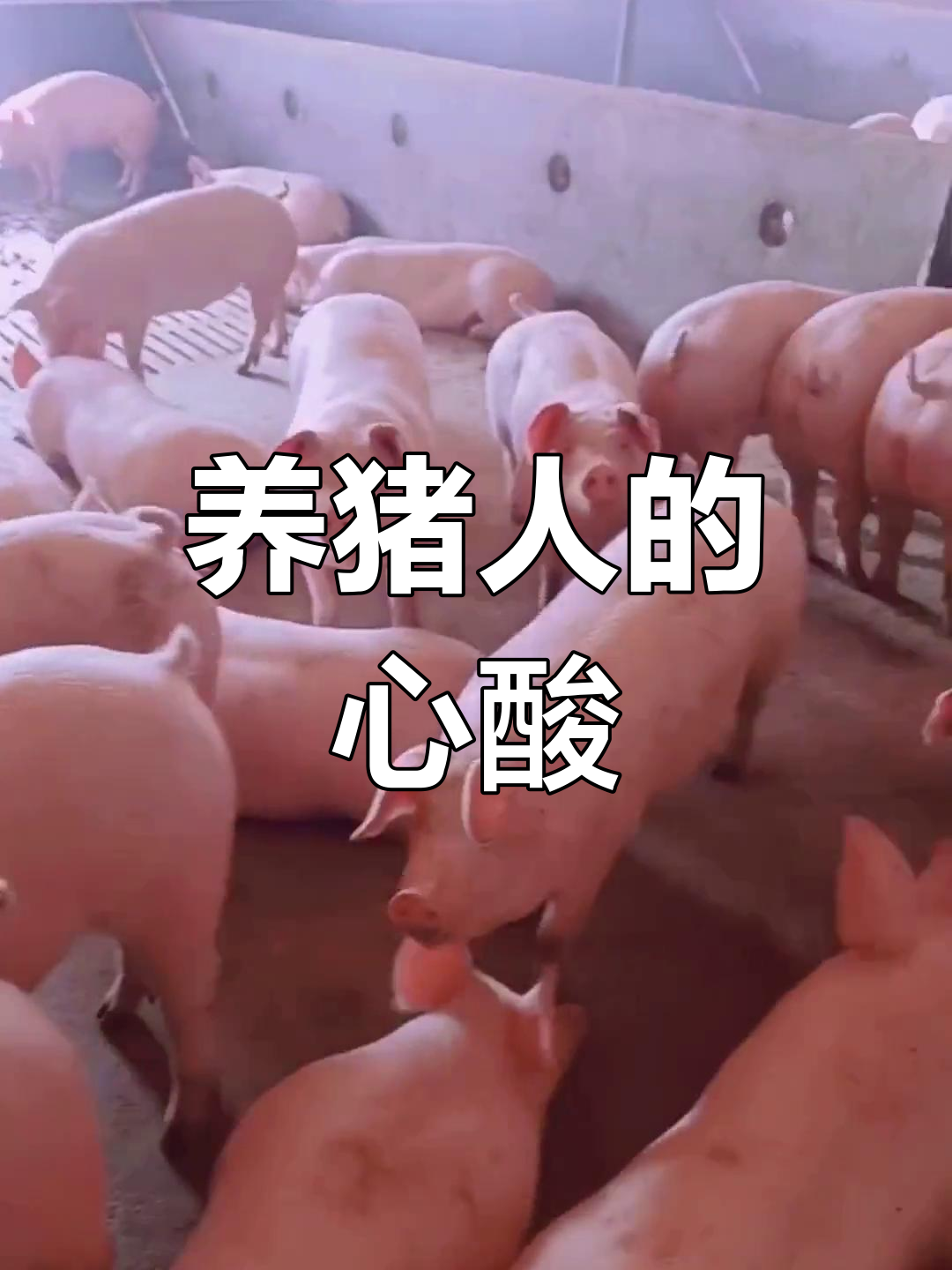 致富经养猪视频大全视频播放(致富经2020年养猪视频大全)
