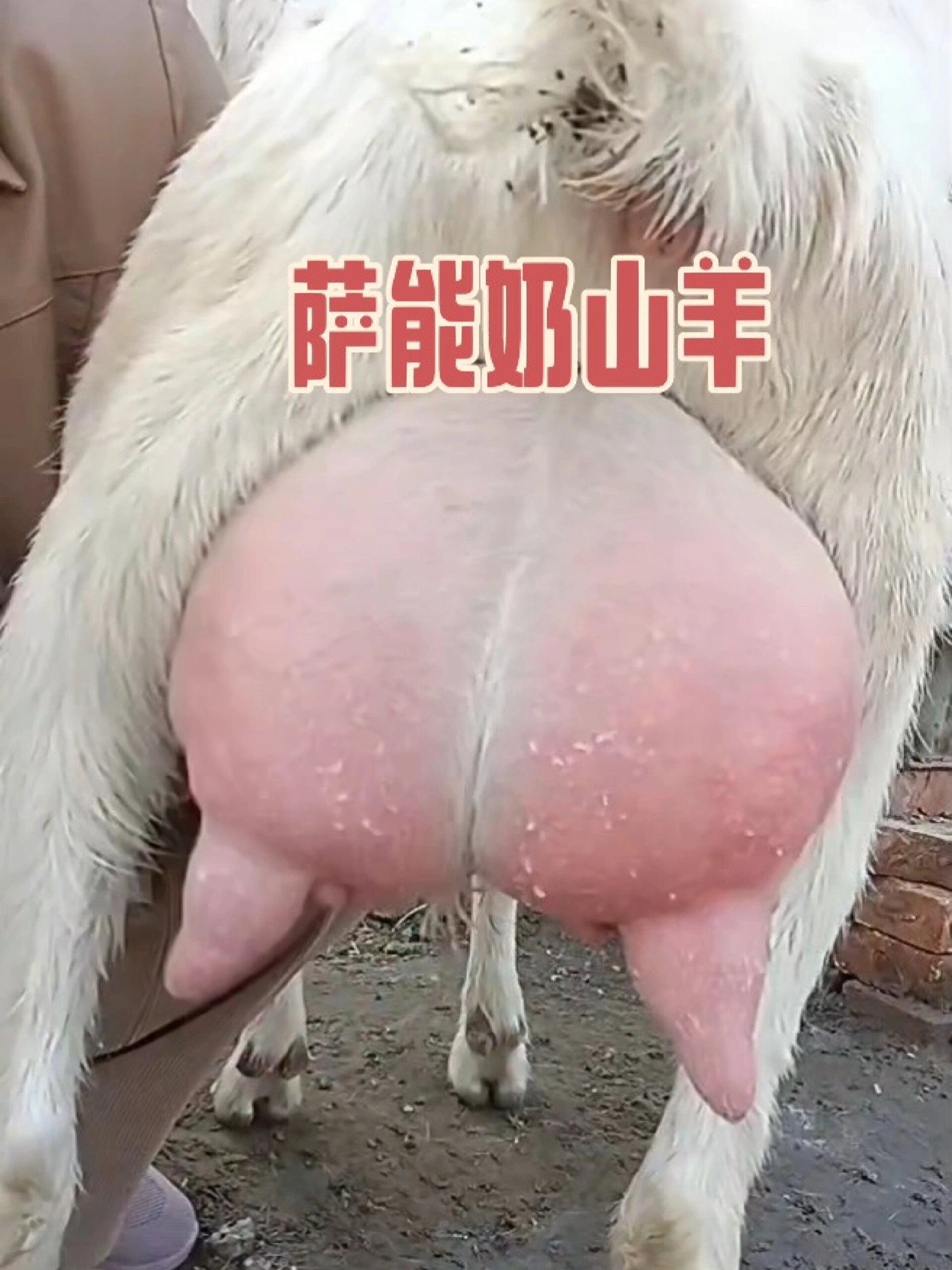 奶山羊 萨能奶山羊日产奶12斤左右