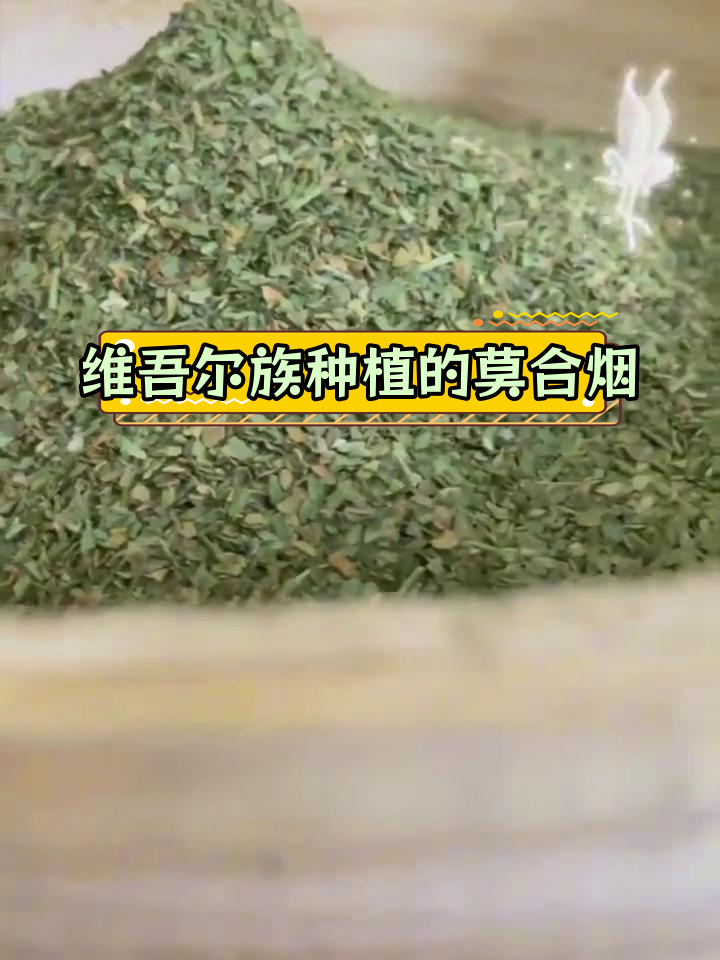 黄花烟草种子图片