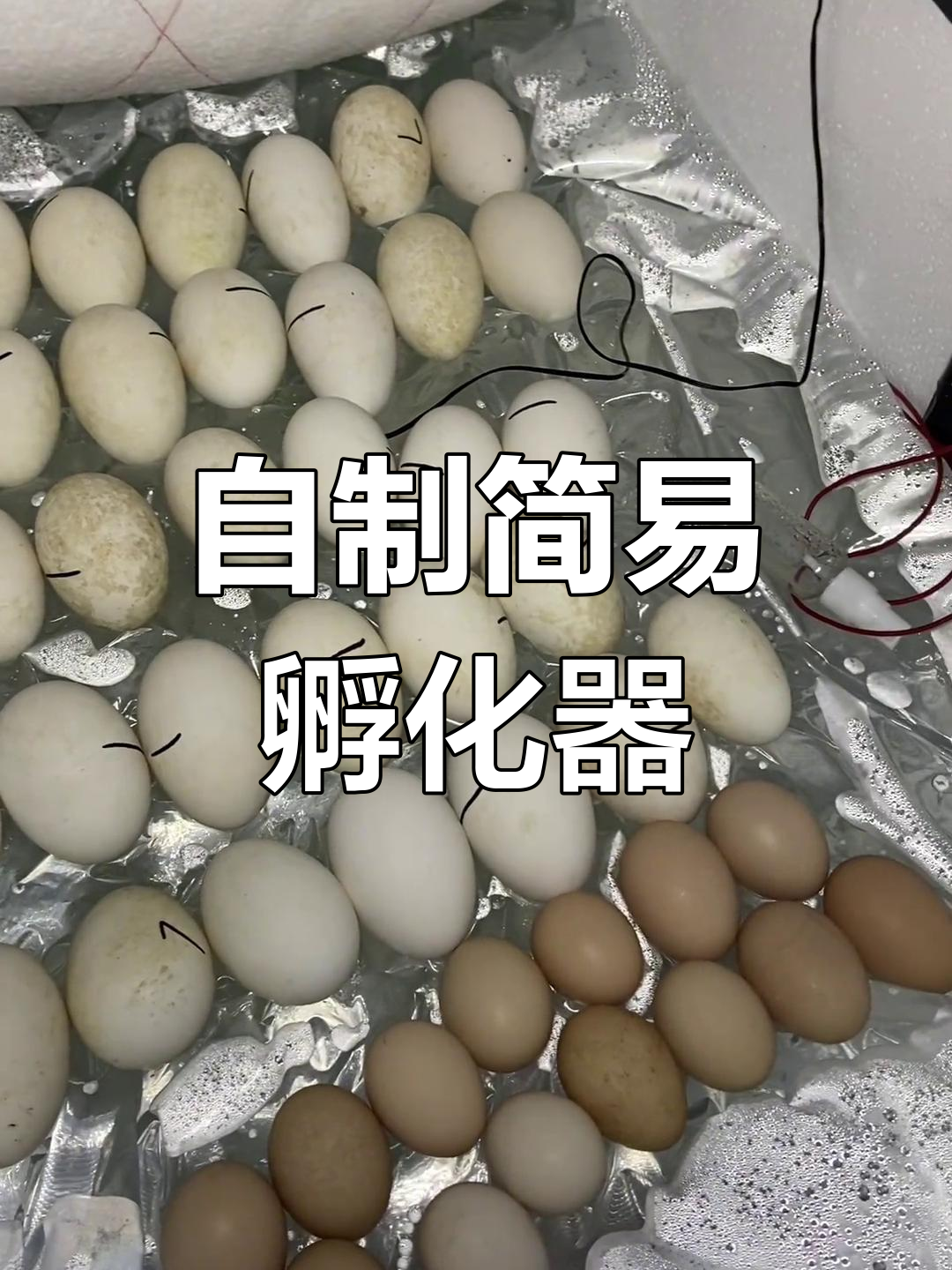 家庭自制孵化器,轻松孵出小鸡小鸭