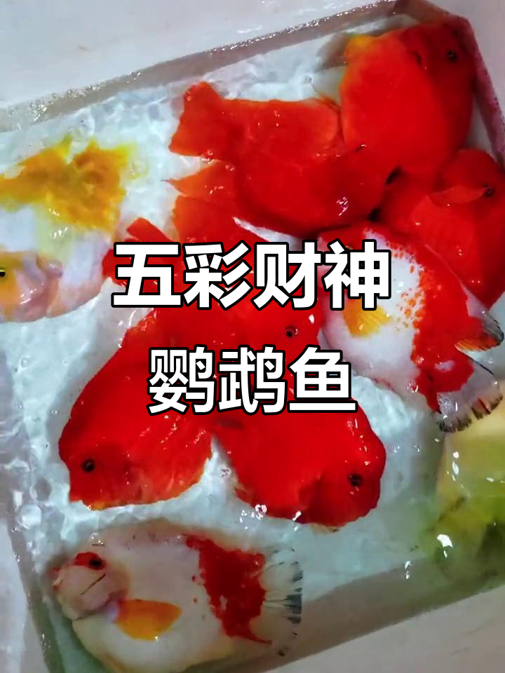 财神鹦鹉鱼混搭,色彩斑斓的水族世界