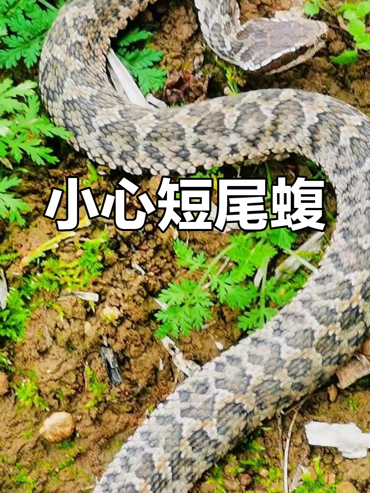 短尾蝮蛇惊现,胆小慎入!