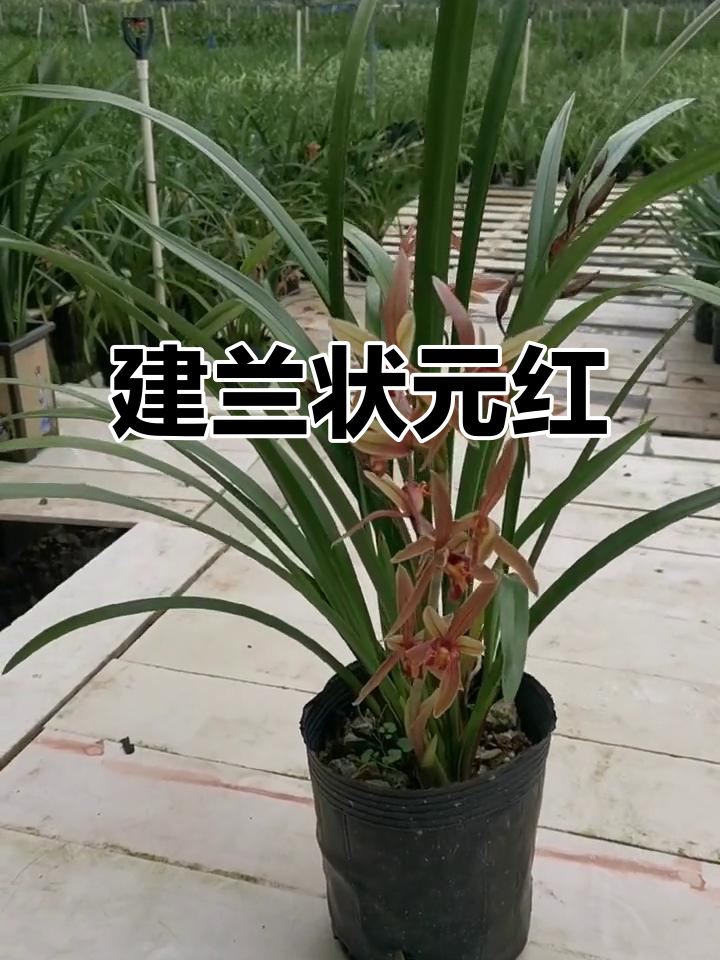 建兰状元红,兰花中的珍品