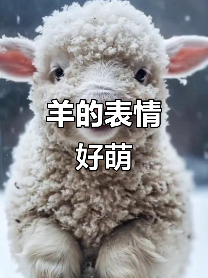 小羊表情包太可爱了,动物也有灵性!
