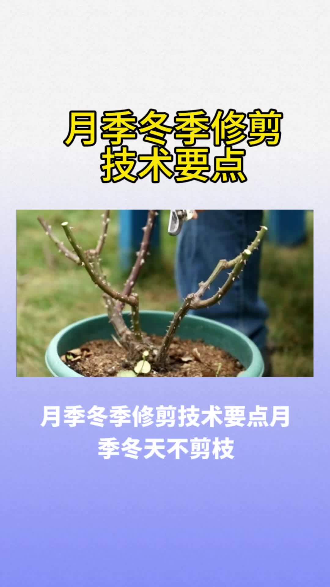 月季花冬季剪枝方法图片