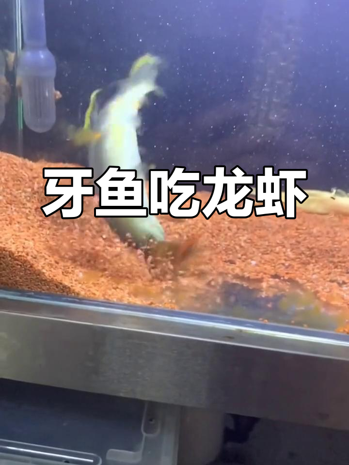 七彩牙鱼死亡翻滚图片