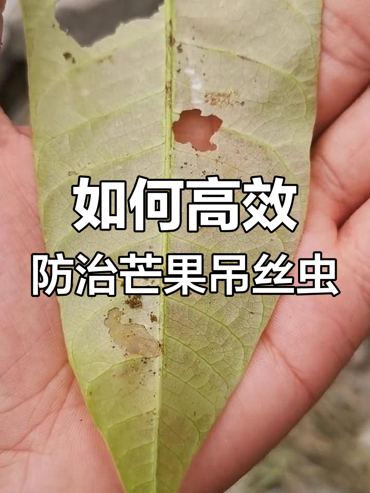 芒果吊丝虫防治秘诀:提前管理,成本大降