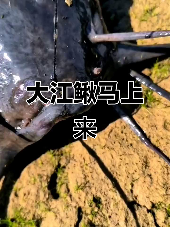 钓鱼人疯狂出击,大江鳅即将到手!