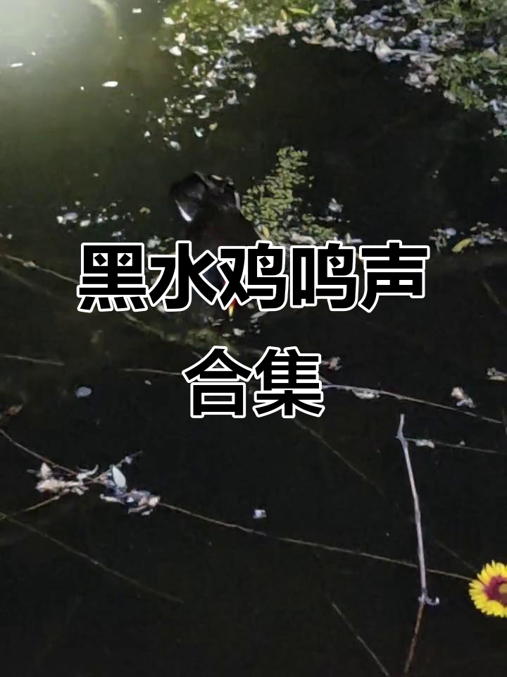 神奇动物大揭秘:黑水鸡的户外叫声