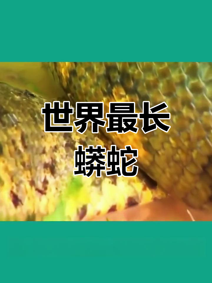 马来西亚发现世界上最长的蟒蛇,重达300公斤