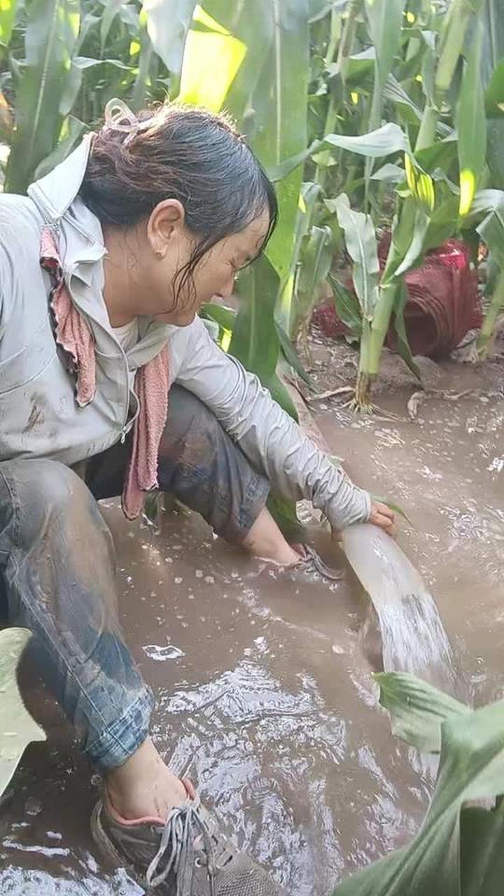 40度的高温正在浇玉米
