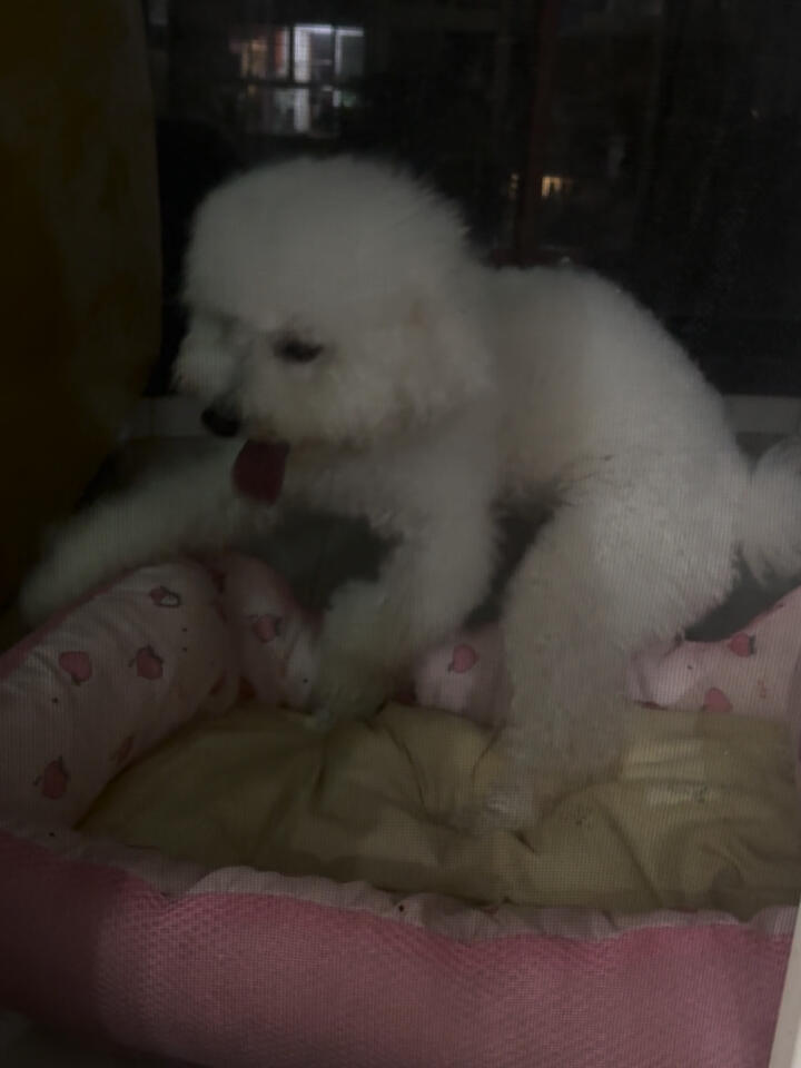 你们家的母狗子发情也这样吗