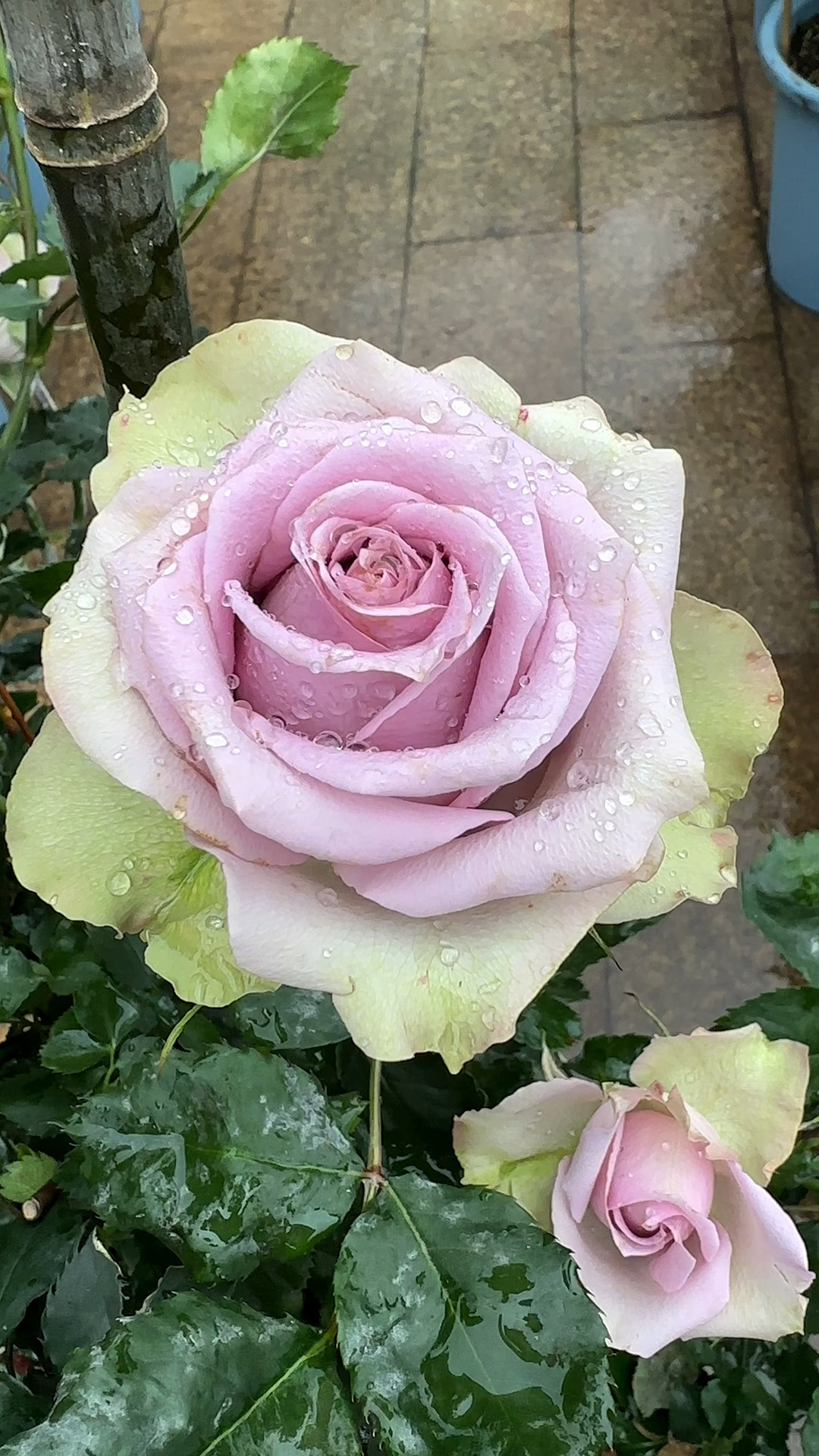 巡园.萨曼莎婚礼萨曼莎新娘月季-度小视