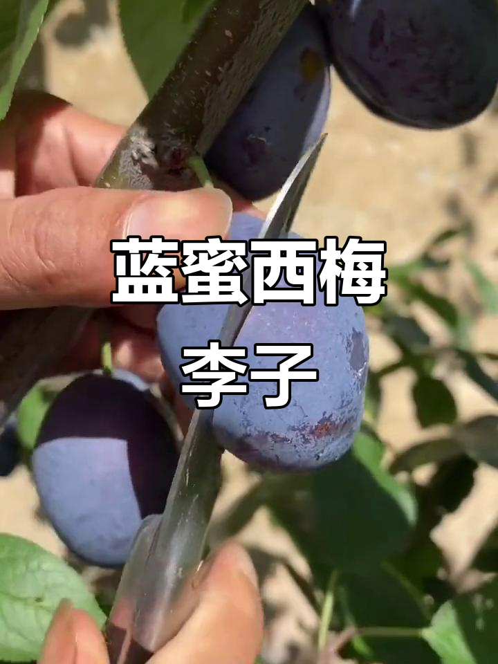 蓝蜜西梅李子:独特果型,金黄果肉,甜度满分南北皆宜