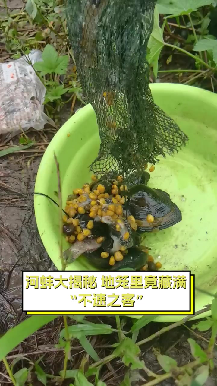 河蚌大揭秘,地笼里竟藏满"不速之客"