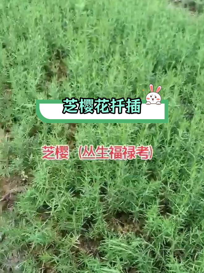 芝樱发芽图片