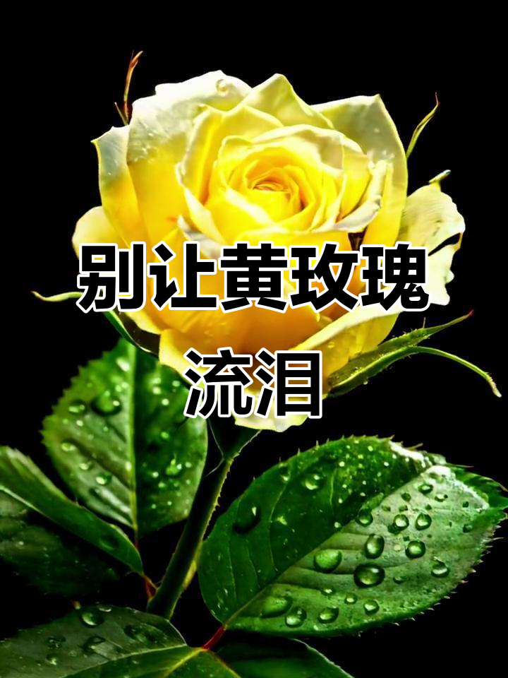 黄玫瑰的泪,别让它流