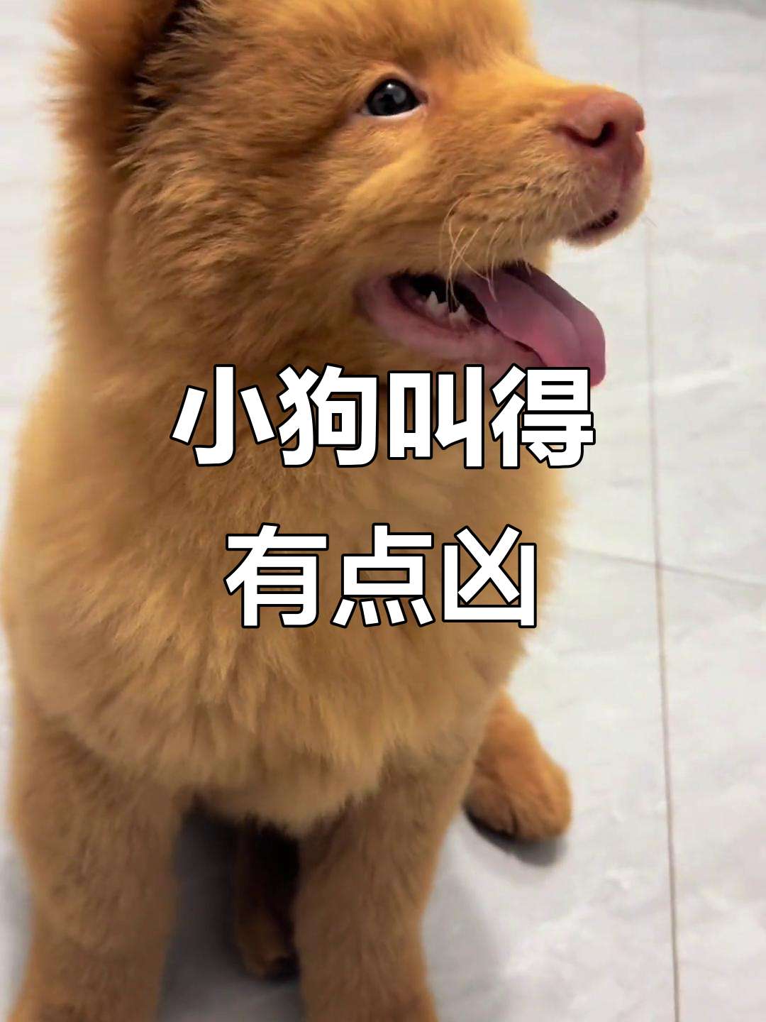 呆萌小狗叫声凶猛,肉嘟嘟的可爱模样让人忍俊不禁