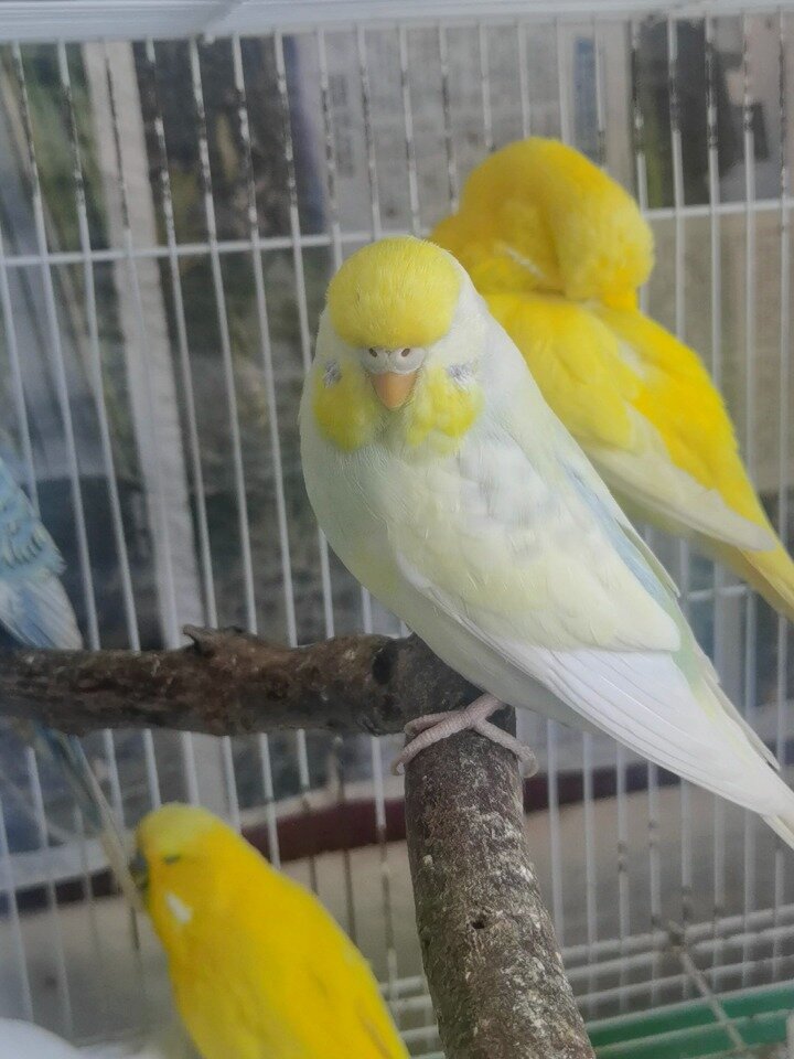 虎皮鹦鹉,大头金彩显