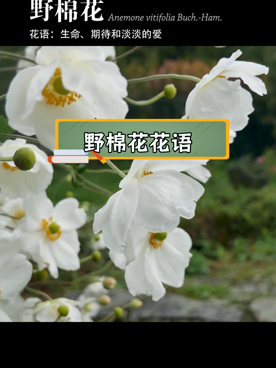 野棉花:生命的期待与淡淡的爱