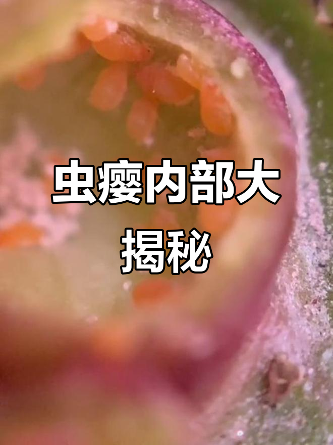 微距镜头下的虫瘿,幼虫色彩鲜艳让人惊艳