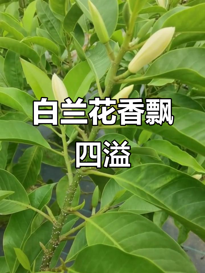广西白兰花的香气,你们那里有吗?