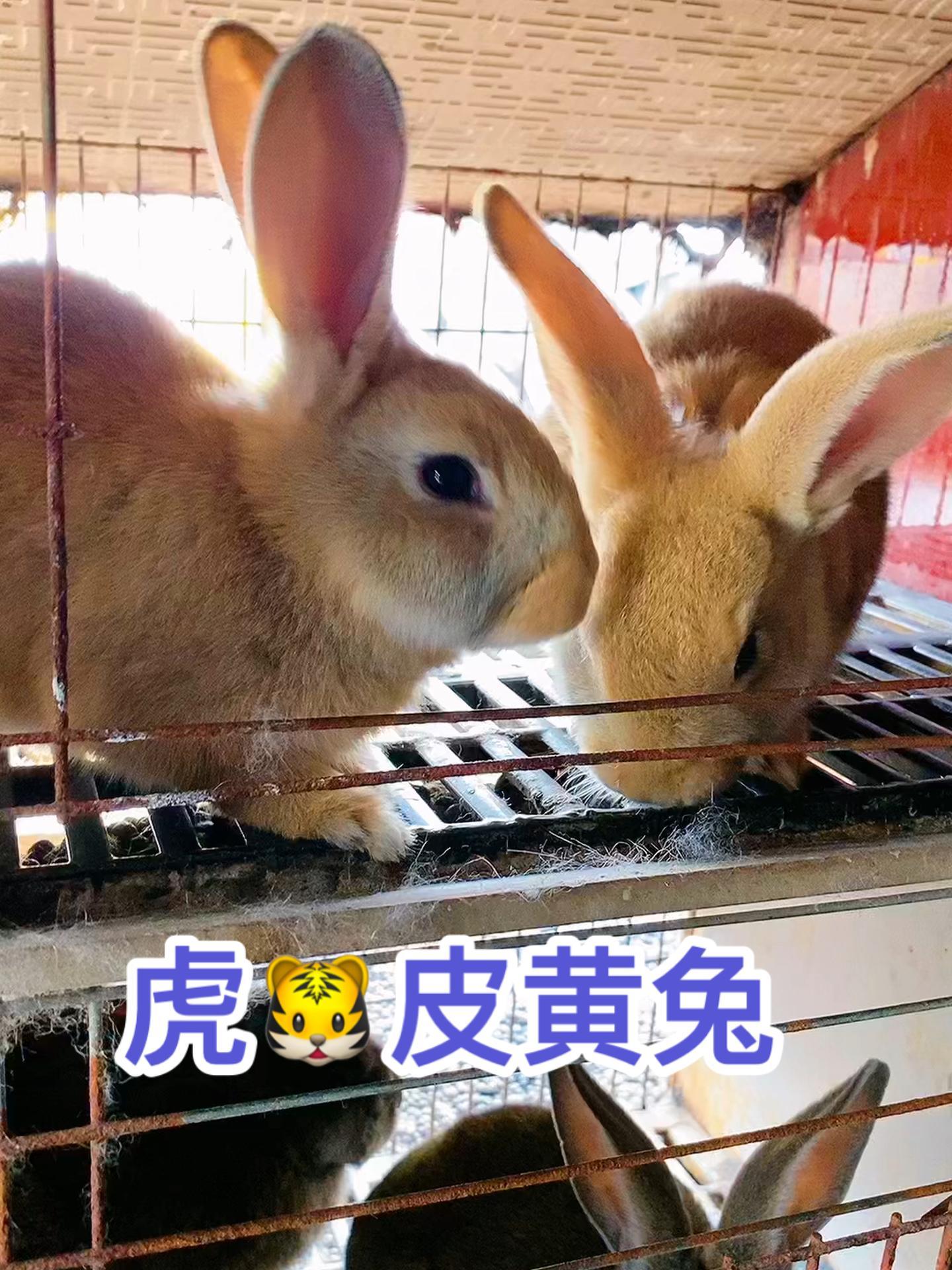 虎皮黄兔 自繁自养 抖音助农 养兔三分靠管理七分靠技术 喜欢这个品种