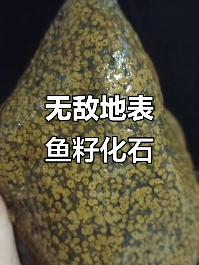 极品地表鱼籽化石,包浆浑厚难得一见