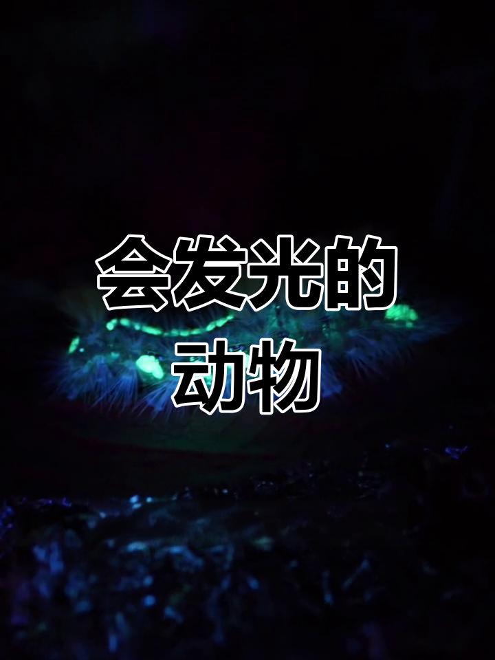 自然界的神奇发光生物