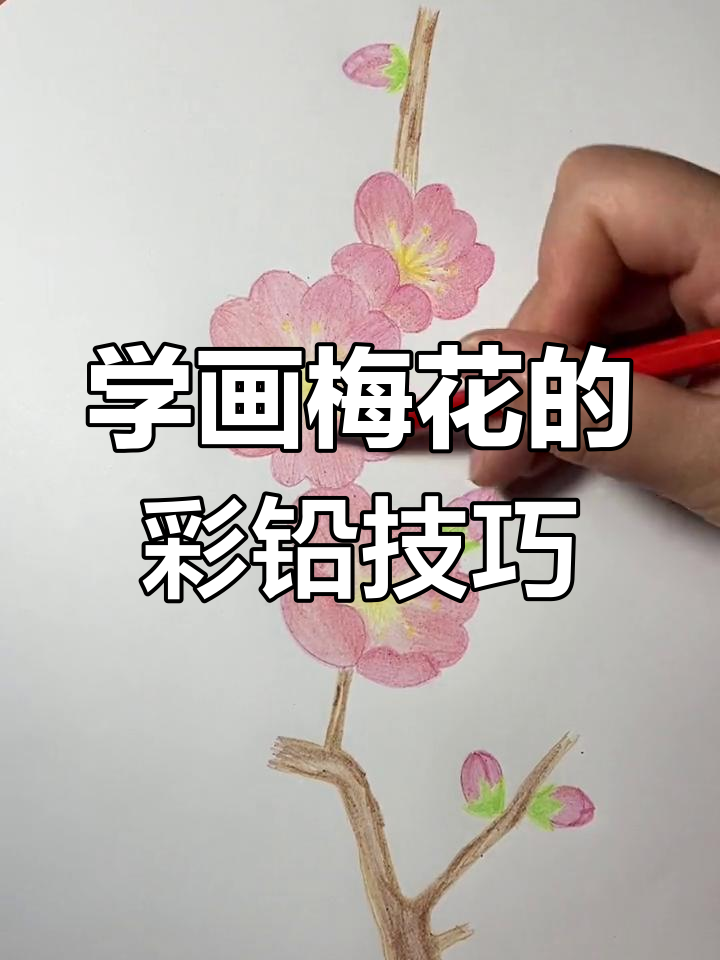 彩铅画梅花,简单又好看!