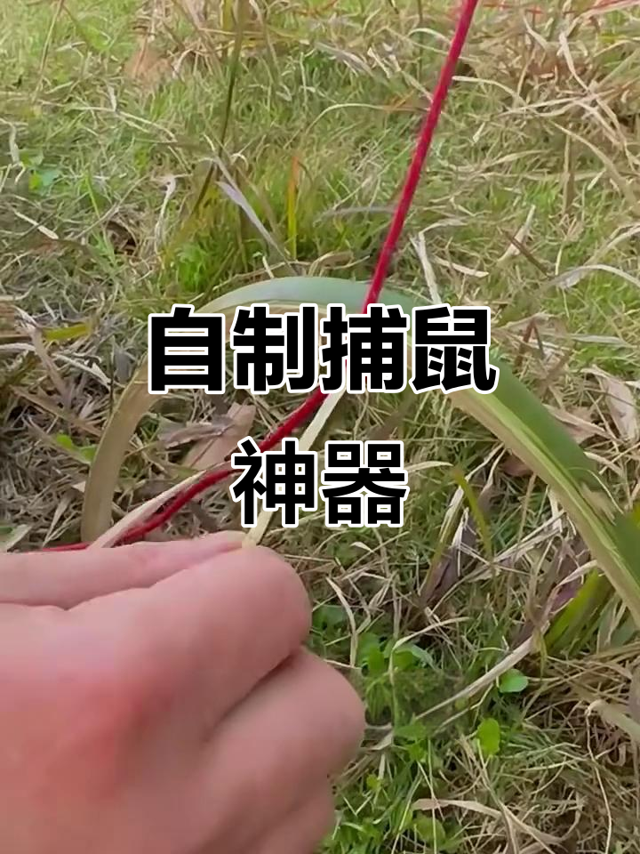 竹子陷阱制作大揭秘,轻松捕捉老鼠