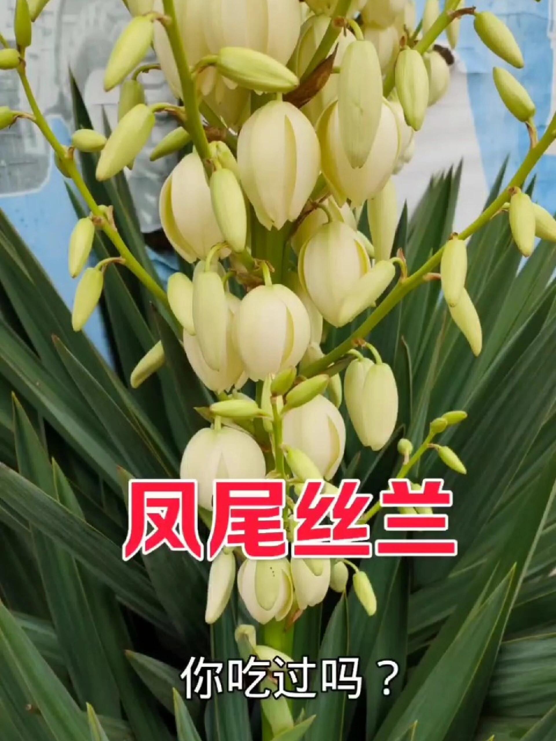 凤尾丝兰又名"扎人花"全身是宝