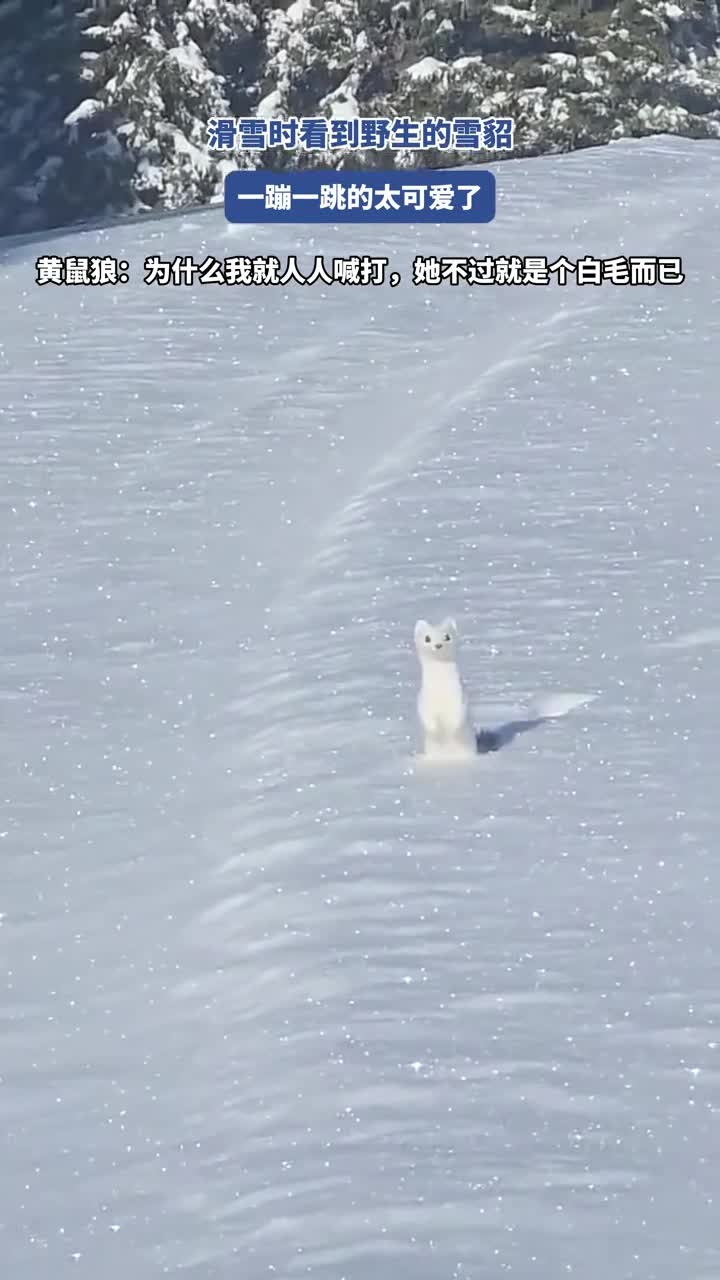 新西兰雪貂图片