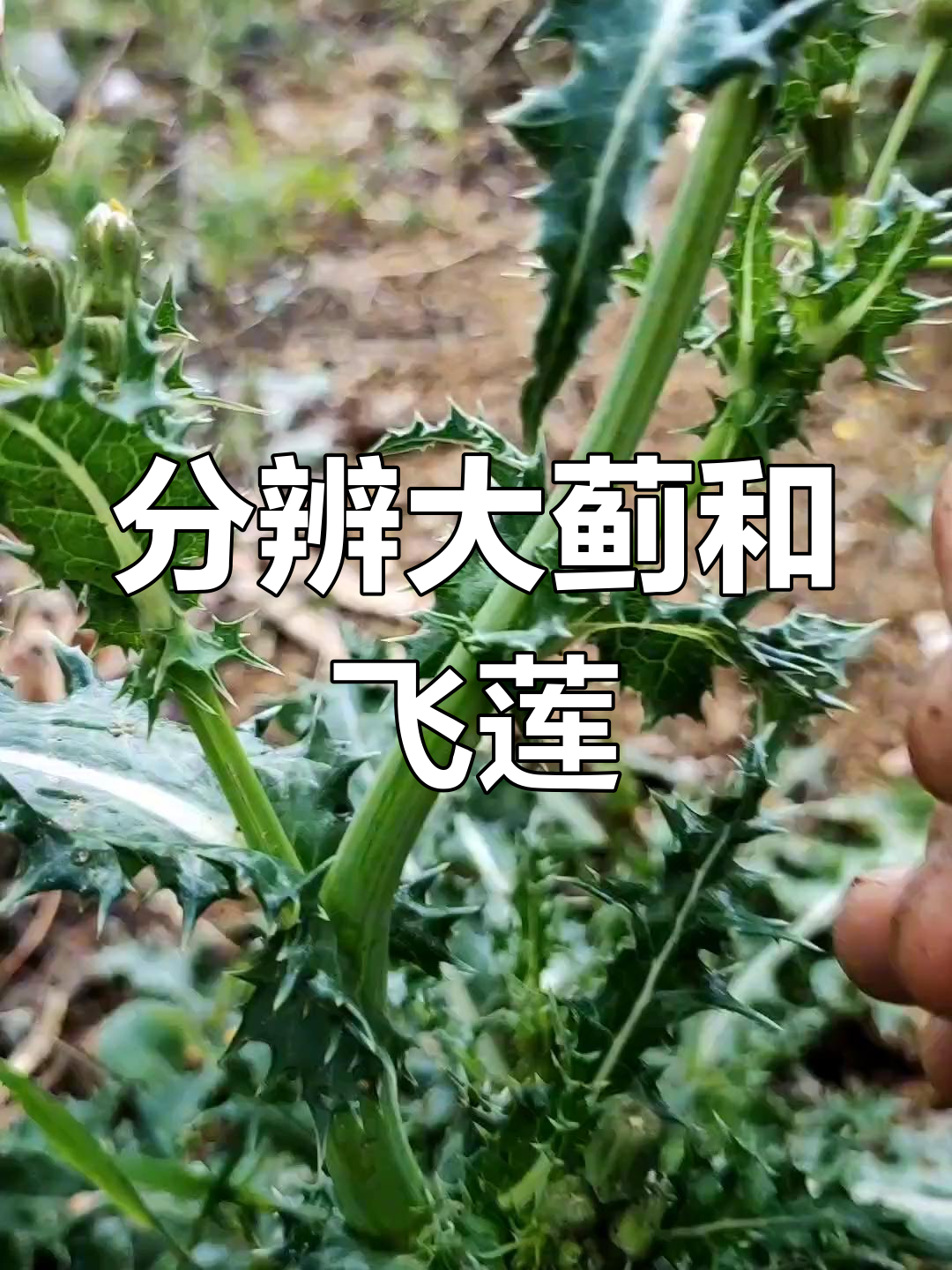 大蓟与飞莲的区别,如何区分它们?