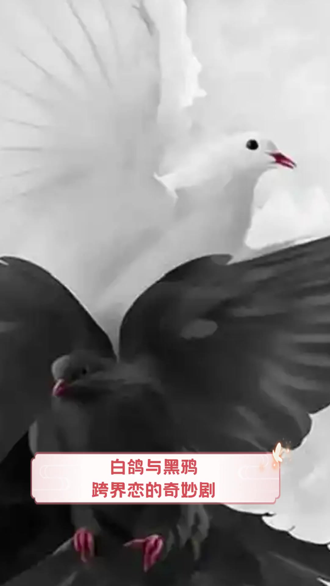 白鸽与黑鸦,跨界恋的奇妙剧
